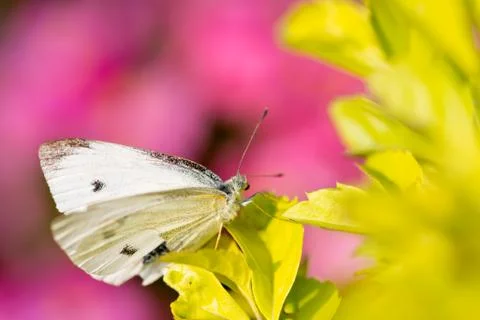 Beautiful butterfly - Pieris canidia Stock Photos