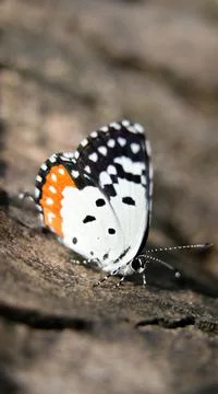 A beautiful butterfly with a red patch on its black and white wings Stock Photos
