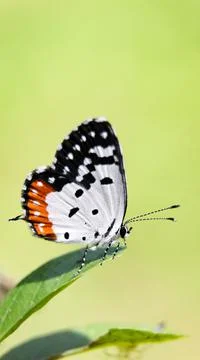 A beautiful butterfly with a red patch on its black and white wings Stock Photos