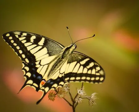 Beautiful butterfly resting on twig Stock Photos