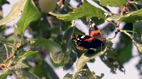 Beautiful butterfly on a sheet Stock Footage 94118984