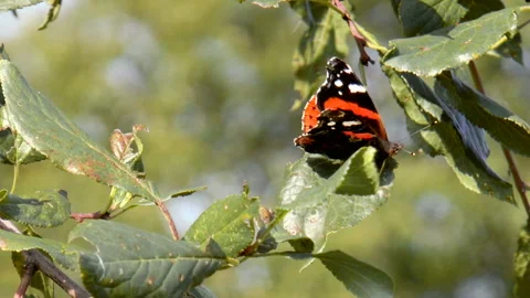 Beautiful butterfly on a sheet Stock Footage 94119049