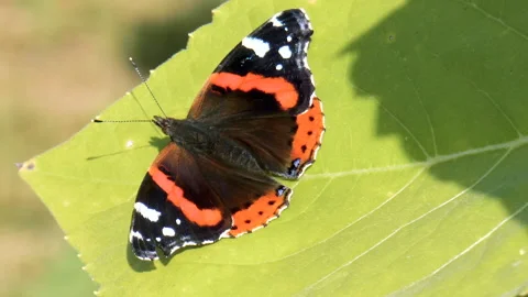 Beautiful butterfly on a sheet Stock Footage 94119264