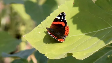 Beautiful butterfly on a sheet Stock Footage 94955840