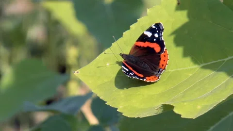 Beautiful butterfly on a sheet Stock Footage 94955869