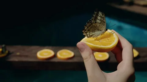 Beautiful butterfly sitting on orange slice held by human hand in tropical .. 스톡 동영상 334901875