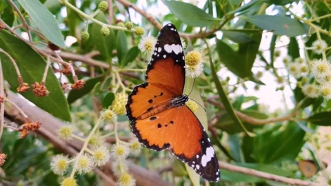 Beautiful butterfly standing on the tree spreading its wings Stock Footage 169991981