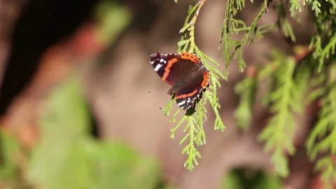 Beautiful butterfly on a tree, slow motion Stock Footage 80492135