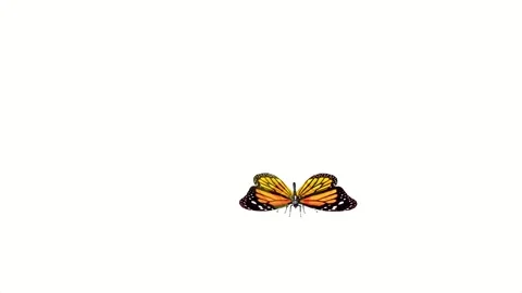 This is a beautiful butterfly on the whit background. Video stock 325039487