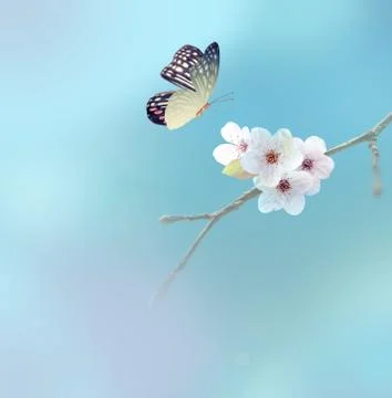 Beautiful butterfly on white flower, sky background Stock Photos