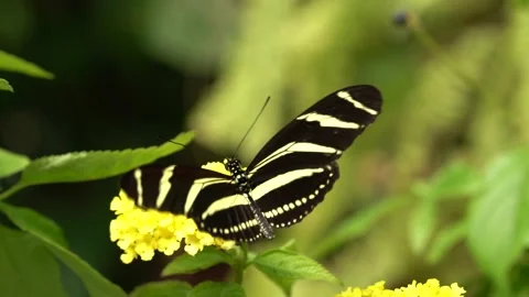 Beautiful butterfly Zebra Longwing, Heliconius charitonius in nature habitat. Ni 스톡 동영상 194645268