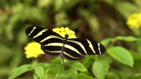 Beautiful butterfly Zebra Longwing, Heliconius charitonius in nature habitat. Ni Stock Footage 194645301