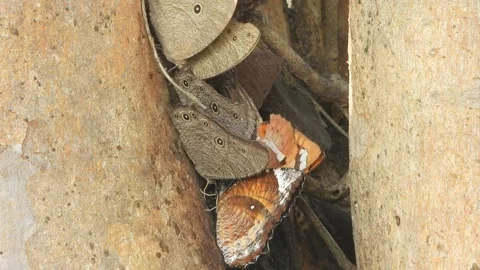 Beautiful Butterfly's relaxing on tree. Stockbeeldmateriaal 332825449