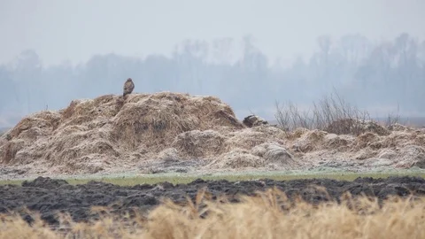Beautiful buzzard on the haystack on cloudy day.  Vidéo 74051525