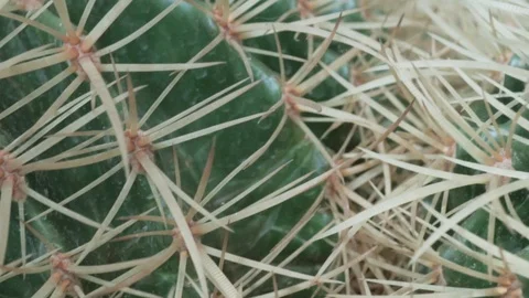 Beautiful cactus close up Stock Footage 99222017