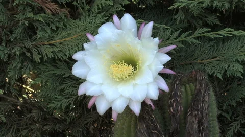 A beautiful cactus flower Vídeo Stock 3980515