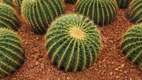 Beautiful cactus 스톡 동영상 290476436