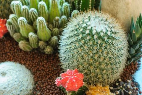 Beautiful cactus image Stock Photos