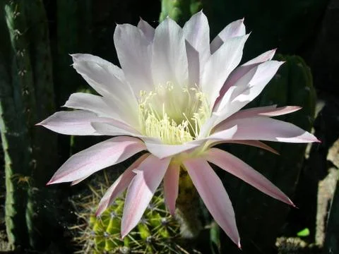 Beautiful cactus Stock Photos