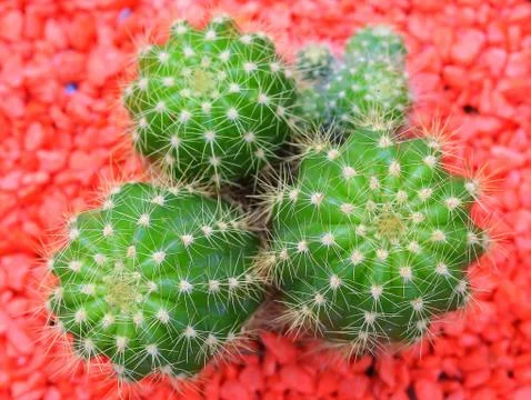 Beautiful cactus Stock Photos