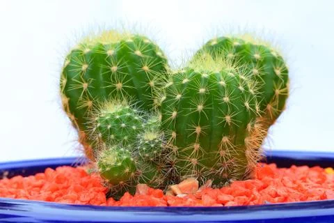 Beautiful cactus Stock Photos