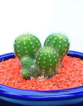 Beautiful cactus Stock Photos