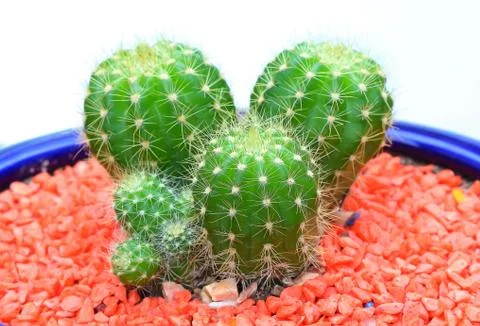 Beautiful cactus Stock Photos