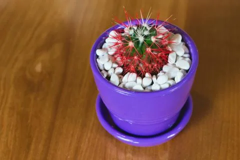 Beautiful cactus on a table Stock Photos