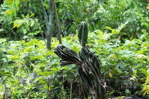 Beautiful cactus tree texture Stock Photos