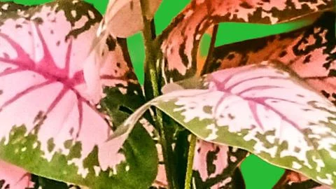 Beautiful caladium leaf texture background Stock-Fotos