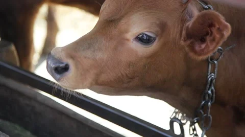 A beautiful calf at the farm Stock Footage 67514397