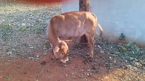 Beautiful calf in the ground Stock Footage 304397313