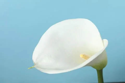 Beautiful calla lily flower on light blue background, closeup Stock Photos