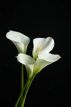 Beautiful calla lily flowers on black background Stock Photos