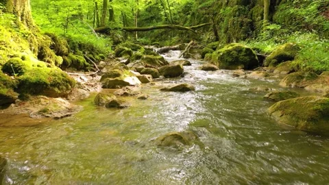 Beautiful calm forest river landscape Видео 227007097