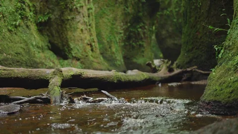 Beautiful calm stream in deep green ravine natural Stock Footage 129512608