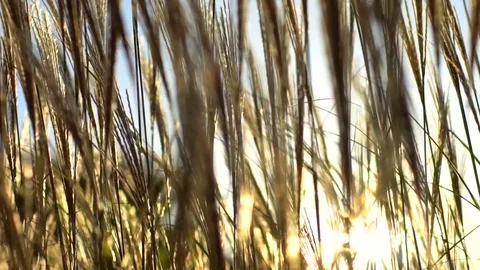 Beautiful camera flight along shining plants Stock Footage 82050063