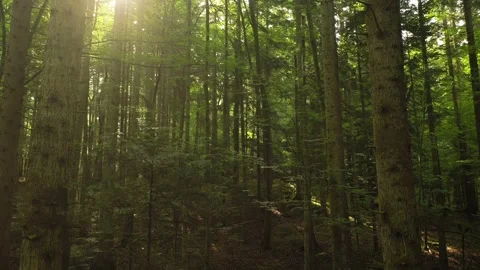 Beautiful camera movement inside sunny forest Stock Footage 130503615