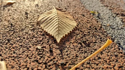 Beautiful camera wiring with focus on a textured yellow autumn leaf on asphalt Stock Footage 252767499