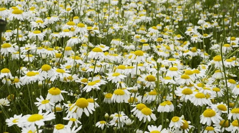 Beautiful camomile meadow on light wind 1080p Stock Footage 39720609