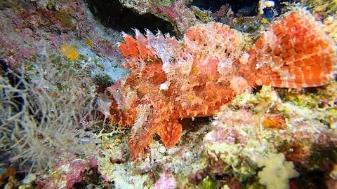 Beautiful Camouflaged Scorpion Fish Explodes 스톡 동영상 128517023