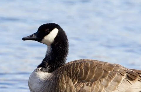 Beautiful Canada goose close-up Stock Photos
