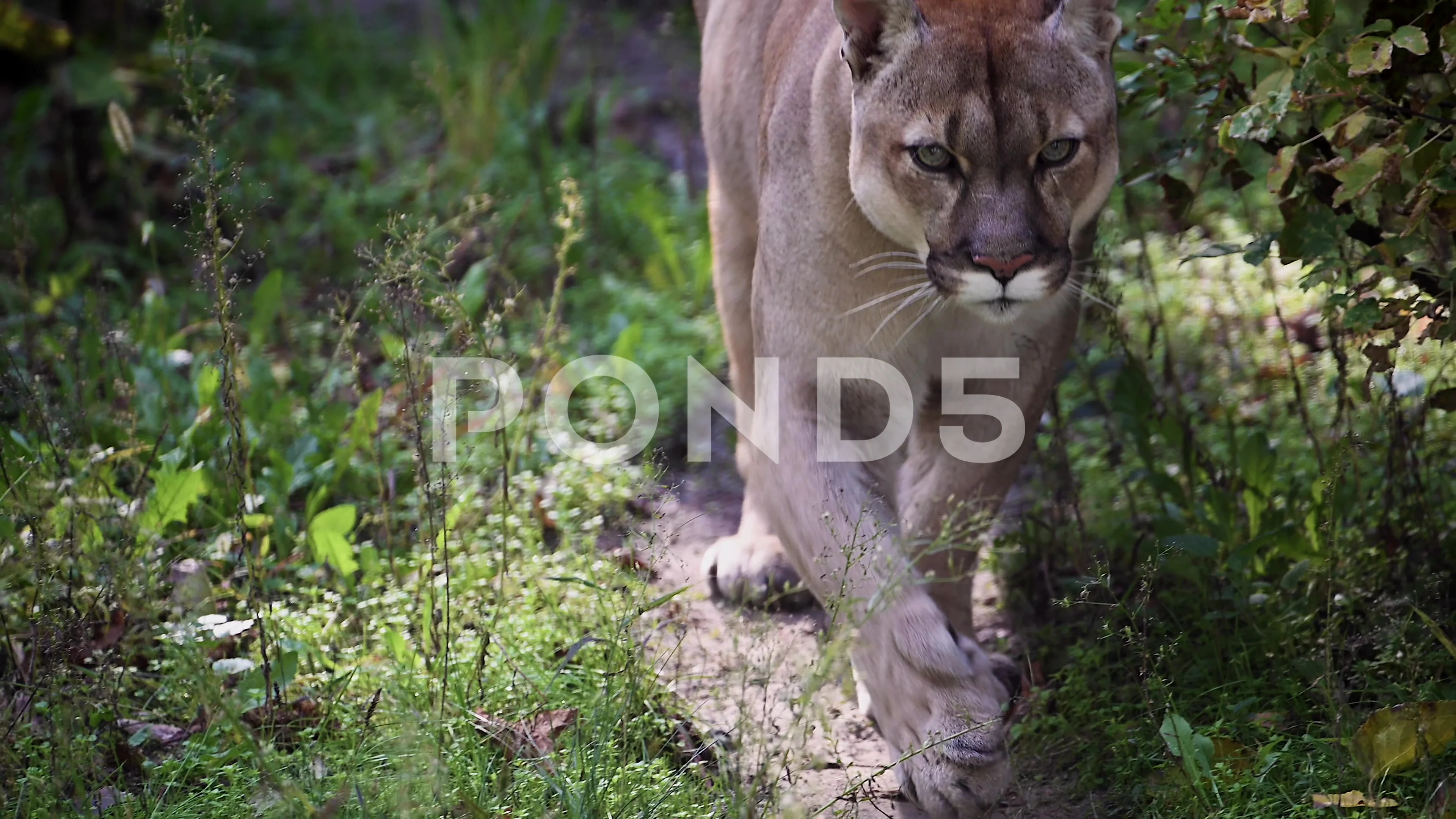 Beautiful Canadian Cougar, Puma Stock Video Pond5