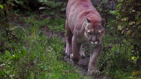 Beautiful Canadian Puma in autumn Stock Video Pond5 - Main Image