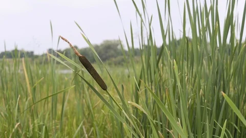 The beautiful canes on wind 库存影片 93515609