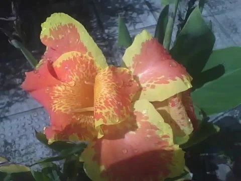 Canna Orange Punch  Orange Punch Canna Lily