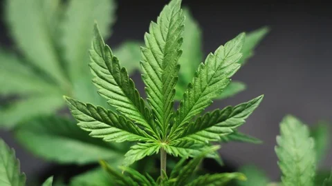 Beautiful cannabis leaf concepts growing and using marijuana and weed Video stock 82422341