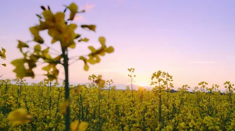 Beautiful Canola Field Stock Footage 49770029