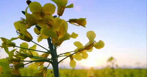 Beautiful Canola Field Stockbeeldmateriaal 49770469