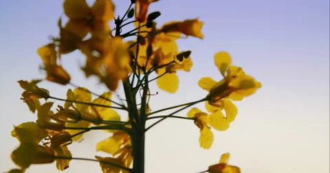 Beautiful Canola Field 库存影片 49770734